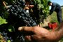 Colheita de uva em La Ruta Rosa, em Canelones, no Uruguai.<!-- NICAID(15122351) -->