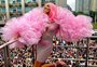 Thelma Assis, Pablo Vittar e mais: os famosos que brilharam na Parada do Orgulho LGBT+