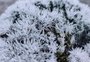 Frio se intensifica na Serra e geada volta a cobrir os campos no interior