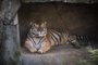Júpiter, um tigre de 14 anos que vivia no zoológico Columbus Zoo and Aquarium em Ohio, nos Estados Unidos, morreu no domingo (26) em decorrência das complicações ocasionadas pela covid-19<!-- NICAID(15136675) -->