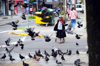 CAXIAS DO SUL, RS, BRASIL, 10/02/2022. Pombos localizados na área central de Caxias do Sul. Na foto, Dona Idiati Macan, eterna defensora dos pombos, alimentando alguns, na Praça Dante Alighieri. (Porthus Junior/Agência RBS)Indexador:                                 <!-- NICAID(15012437) -->