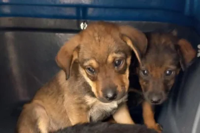 Redução no valor repassado para castrações pelo município é questionado por ONGs de proteção animal em Caxias<!-- NICAID(15143643) -->