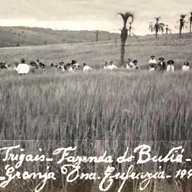 O primeiro trigal no Planalto Médio, em 1948, plantado por Mario Goelzer.<!-- NICAID(15147011) -->