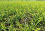 A 10% de encerrar o plantio de trigo, RS vai confirmando maior área em 42 anos