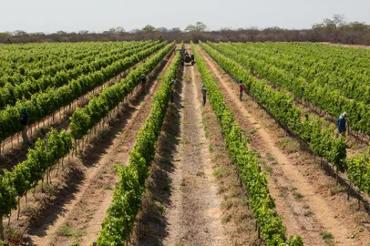 vale do são francisco , vinho , porta-copos , destemperados<!-- NICAID(15160076) -->