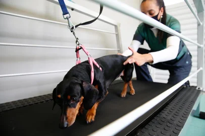 Porto Alegre, RS, Brasil, 19/07/2022 - Novidades no tratamento veterinário de animais de estimação, os pets. Na clínica veterinária Vitalvet são aplicadas técnicas de reabilitação com esteiras e um equipamento de indução eletromagnética, o SIS, que também foi utilizado no jogador Neymar Jr. - Foto: Jonathan Heckler/Agência RBS<!-- NICAID(15153041) -->