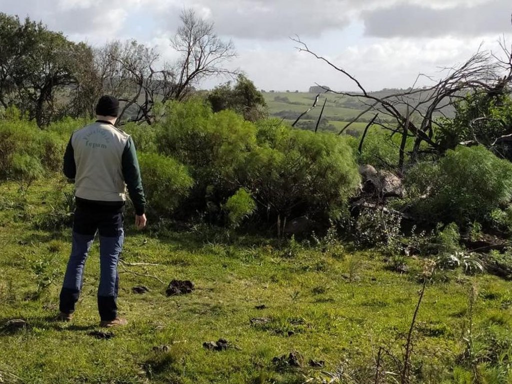 Como o aumento do desmatamento e a diminuição do bioma Pampa afetam o clima  do RS e a saúde das pessoas