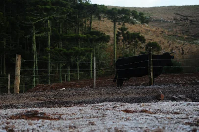 SÃO JOSÉ DOS AUSENTES, RS, BRASIL, 19/08/2022. São José dos Ausentes, nos Campos de Cima da Serra, recebe turistas com a previsão de frio. A sexta-feira (19) amanheceu com temperaturas negativas e formação de geada. (Bruno Todeschini/Agência RBS)<!-- NICAID(15180250) -->