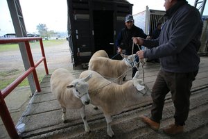 Ronaldo Bernardi / Agencia RBS