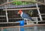 Operação contra tráfico de animais silvestres prende quatro pessoas e apreende mais de cem aves; espécimes eram vendidos por até R$ 1,8 mil