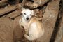 Vítimas de maus-tratos, cinco cães e três equinos são resgatados de propriedade no interior de Vera Cruz<!-- NICAID(15190614) -->