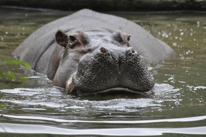 Bioparque Zoo Pomerode / Divulgação Bioparque Zoo Pomerode / Divulgação