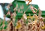 Gisele Loeblein: os 10 municípios do RS que tiveram o maior faturamento na produção agrícola