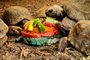 Aniversário do Gramadozoo tem bolo de frutas e churrasco para os animais<!-- NICAID(15210174) -->