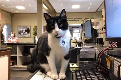 Mima, a gata que ganhou os turistas no Vale dos Vinhedos<!-- NICAID(14986501) -->