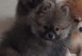 Criminosos assaltam pet shop em Porto Alegre, levam cachorro e cobram resgate para devolvê-lo