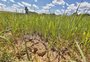 Secretário da Agricultura do RS prevê estiagem menos severa em 2023 e projeta investimento na perfuração de poços