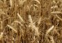 Quebra no trigo da Argentina e menor produtividade no Paraná abrem janelas de oportunidade ao cereal gaúcho