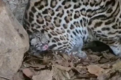 Filhote de jaguatirica nasce no Gramadozoo<!-- NICAID(15233065) -->