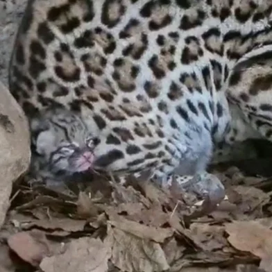 Filhote de jaguatirica nasce no Gramadozoo<!-- NICAID(15233065) -->