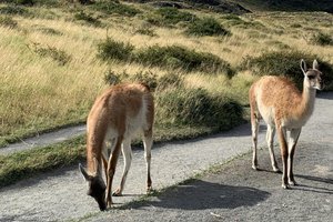 Rosane Tremea / Arquivo Pessoal Rosane Tremea / Arquivo Pessoal