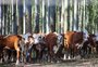 A participação gaúcha na agricultura de baixo carbono 