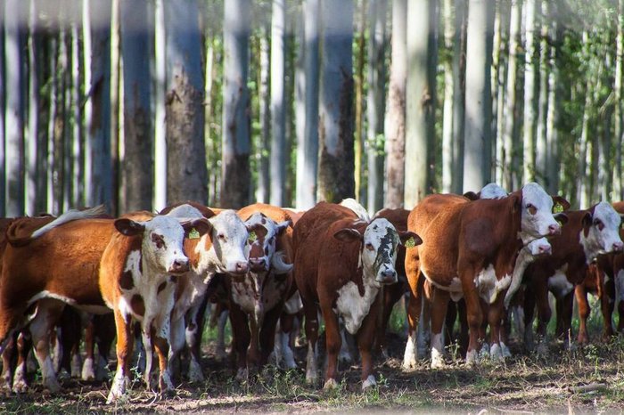 Fazenda Itapevi / Divulgação Fazenda Itapevi / Divulgação