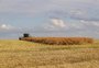 Com aposta de produção dobrada, RS deve colher uma das maiores safras de canola da história