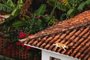 *A PEDIDO DE TICIANO OSÓRIO* Gato no telhado - Foto: Josimeire Julio/stock.adobe.comIndexador: JOSIMEIRE MENESES JULIOFonte: 457537202<!-- NICAID(15257631) -->