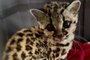 Um filhote de gato-maracajá (Leopardus wiedii), resgatado em São Marcos, foi acolhido pelo Zoológico da Universidade de Caxias do Sul (UCS). O animal, um macho, foi resgatado na semana passada em uma propriedade rural extremamente desidratado, prostrado e com endo e ectoparasitas. O felino selvagem passou por tratamento intensivo e já está fora de risco.<!-- NICAID(15268278) -->