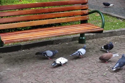 Pombas na Praça dante Alighieri. Proliferação de pombas na praça Dante.<!-- NICAID(8154523) -->