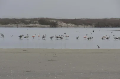 *A PEDIDO DE HUMBERTO TREZZI* XV Festival Brasileiro das Aves Migratórias em Tavares - Foto: Parque Nacional da Lagoa do Peixe/Divulgação<!-- NICAID(15277996) -->