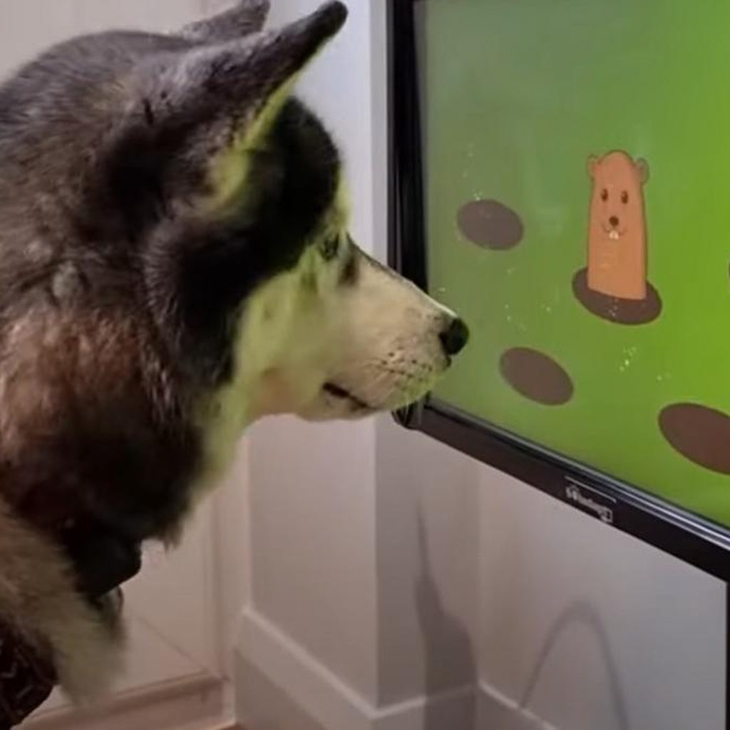 U.K.-based startup Joipaw is making video games for dogs