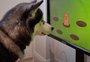 Empresa do Reino Unido inicia testes de videogame para cachorro