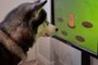 A startup britânica Joipaw está testando um videogame para cachorro. Segundo a empresa, a tecnologia trará benefícios cognitivos para os cães, além de diminuir a ansiedade e o estresse deles.<!-- NICAID(15282414) -->