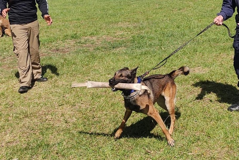 Cães e agendes da Guarda Municipal de Caxias participaram de treinamento de segurança em Chapecó<!-- NICAID(15287957) -->