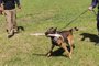Cães e agendes da Guarda Municipal de Caxias participaram de treinamento de segurança em Chapecó<!-- NICAID(15287957) -->