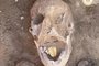 Um grupo de arqueólogos encontrou dentro da boca de múmias objetos no formato de língua, feitos de ouro.As múmias estavam em tumbas localizadas no antigo cemitério de Qewaisna, no Egito<!-- NICAID(15290820) -->