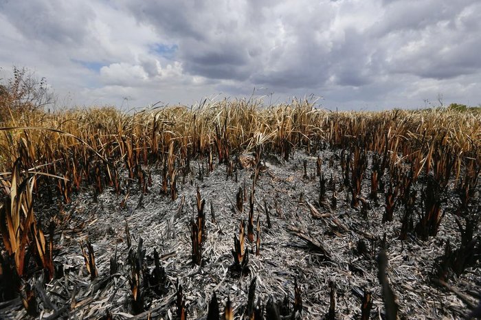 Lauro Alves / Agencia RBS Lauro Alves / Agencia RBS