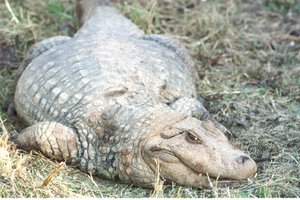 Mário Brasil / Agencia RBS Mário Brasil / Agencia RBS