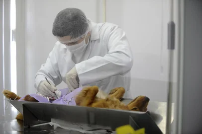 CAXIAS DO SUL, RS, BRASIL, 28/11/2011. Castração conveniada pela prefeitura. Em um ano, mais de 8 mil castrações foram feitas em Caxias do Sul. A clínica veterinária Animali atende todos os dias de 35 a 40 cães e gatos, vindos de diversos bairros da cidade. (Foto: MAICON DAMASCENO/PIONEIRO).Local: Caxias do SulFonte: Agencia RBS<!-- NICAID(7721543) -->