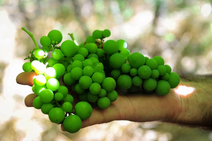 Bruno Todeschini / Agencia RBS