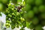CAXIAS DO SUL, RS, BRASIL, 23/12/2022. Safra da uva em 2023 deve ter queda de até 50% em algumas variedades em Caxias do Sul. (Bruno Todeschini/Agência RBS)Indexador: BTK<!-- NICAID(15303718) -->