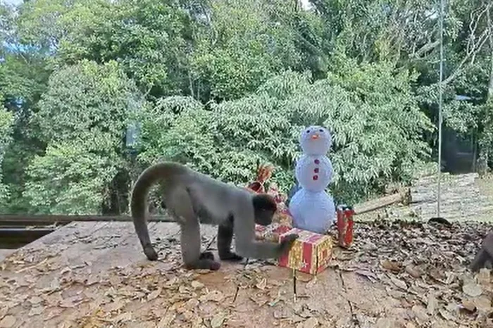 Susanna Orri / reprodução,divulgação