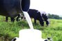 EMBARGADO - CAMPO E LAVOURA - 3/3/2015Produção de leite na propriedade de Gustavo DalMaso, de Passo Fundo.<!-- NICAID(11225931) -->