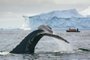 Caderno Viagem -  Antártica. Foto: David Merron / Quark Expeditions / Divulgação<!-- NICAID(15314175) -->