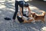 Filó e Getúlio, os cães que são mascotes do Fórum de Planalto