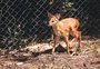 Filhote de veado-catingueiro nasce no MiniZoo de Canoas