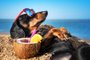 beautiful dog of dachshund, black and tan, buried in the sand at the beach sea on summer vacation holidays, wearing red sunglasses with coconut cocktailUm cachorro  na praia. Foto: Masarik / stock.adobe.comFonte: 285955969<!-- NICAID(15331810) -->