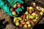NOVA PETRÓPOLIS, RS, BRASIL, 25/01/2023. A reportagem visitou famílias que cultivam figo em Nova Petrópolis. Na foto, colheita de figo na Linha Temerária. (Bruno Todeschini/Agência RBS)Indexador: BTK<!-- NICAID(15331022) -->